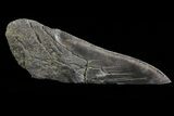 Fossil Megalodon Tooth Paper Weight #70524-1